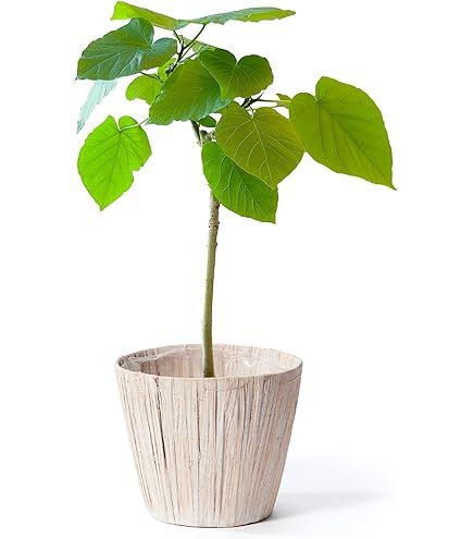 Amazon｜螺旋状の素敵な樹形のフィカス ウンベラータ 170cm 前後 10号