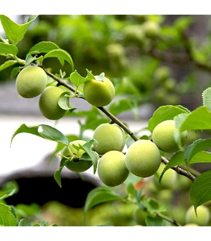 Amazon | 露茜 （つゆあかね） 実梅 《果樹苗》 | 果物