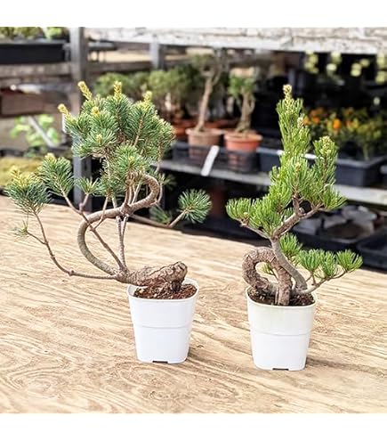 Amazon.co.jp: 苗：斑入り五葉松 花火*フイリゴヨウマツ ハナビ : DIY