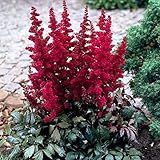 【宿根草】アスチルベ「ファナル」5号(15cm) ポット