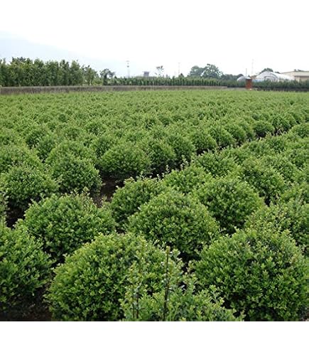 Amazon｜観葉植物 ツゲ キンメツゲ ハートトピアリー仕立て 8号鉢