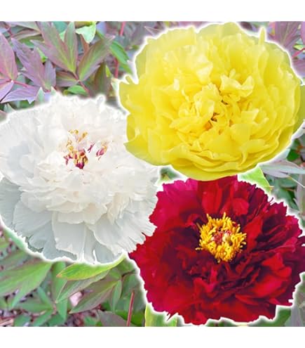 Amazon.co.jp: 牡丹 苗 苗木 墨潤絶倫 1株 / ぼたん ボタン 牡丹