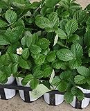 【特選ハーブ苗セット販売】ワイルドストロベリー　２４ポットセット（３号） 【まとめ売り】