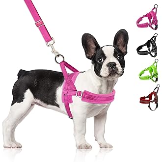 collar harness combo