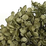 ~Coco Heart~　　プリザーブドアジサイ　バジルグリーン1輪 (プリザブドフラワー・リース）