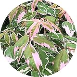 ネグンドカエデ フラミンゴ 3年生苗