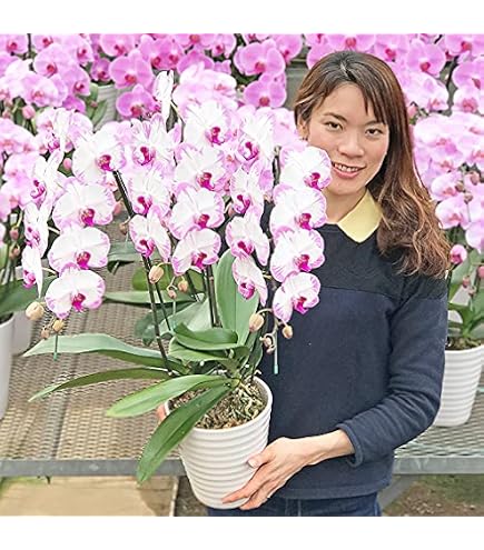 Amazon｜光触媒クリーンフローラ 胡蝶蘭 5本立 2個組 ラベンダー