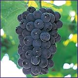 葡萄(ぶどう)苗木　マスカットベリーA（挿し木苗）