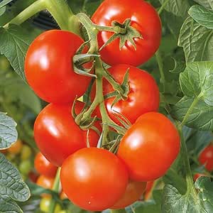 フルーツトマト苗 中玉トマト フルティカ 接木苗 野菜苗 9cmポット接ぎ木苗 2個セット 実り良い 皮が薄くて甘 い フルーツ感覚で食べられる 自社農場から新鮮直送 地域により遅霜にご注意ください 即出荷 野菜 Amazon