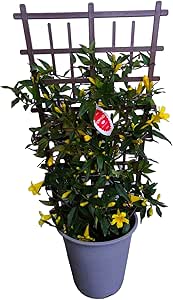 Amazon Co Jp ジャスミンのような香り カロライナジャスミン 5号苗 1個 花言葉 甘いささやき 長寿 ベテラン契約生産者さんが心を込めて育てた 花苗 おまかせ 園芸 ガーデニング 寄せ植え 鉢花 鉢植え ハーブ 花苗 誕生日 記念日 プレゼント 贈り物