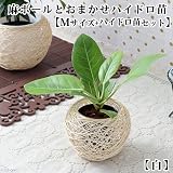 (観葉)おまかせハイドロ苗と麻ボールの鉢 白 Mサイズ苗(1セット) 本州・四国限定[生体]