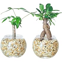 Amazon｜東京寿園 観葉植物 2点セット ハイドロカルチャー 本物 ミニ