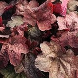 【宿根草】ヒューケラ「キャンディ・アップル」