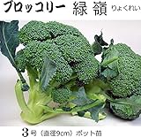 ブロッコリー 緑嶺（りょくれい） 直径9cmポット苗 5ポットセット