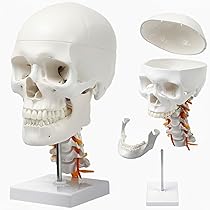人体模型 頭蓋骨 解剖学的マーカー付き Amazon.co.jp: 等身大 解剖学用頭蓋骨模型 人体 模型 脳付き