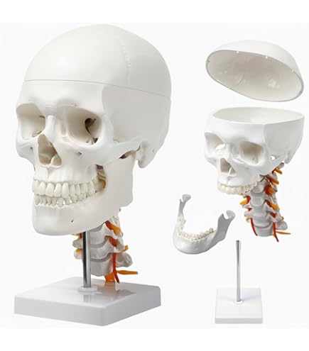 Amazon.co.jp: 実物大の胸骨模型 - 胸骨モデル - 3B Scientific : 産業