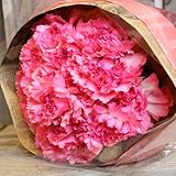 〔エルフルール〕ピンクカーネーションの花束 20本 母の日 ギフト プレゼント