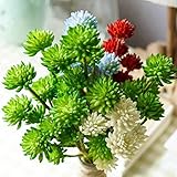 LORIAJP 多肉植物 ストーンロータス 種子ミックス 200pcs/パッケージ 植物種子 入り中庭 ホーム/ガーデン植物