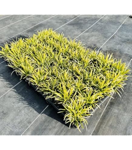 たまりゅう  Amazon.co.jp: タマリュウ / 7.5cmポット 【 単 品 】 たま