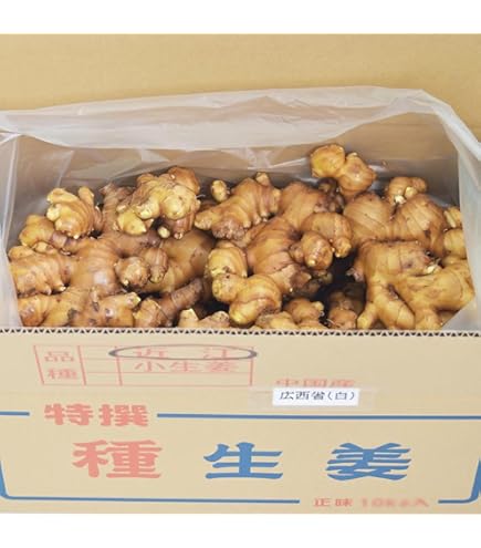 Amazon.co.jp: 高知産 種用食用 土付き囲い生姜 約4kg 品種 土佐一