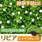 【ノーブランド品】リピア（ヒメイワダレソウ）/9cmポット/