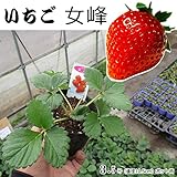 いちご 苗 女峰 にょほう 3ポットセット イチゴ