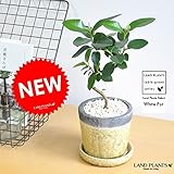 LAND PLANTS フランスゴム Sカーブ曲がり クレーパ陶器