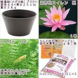 (ビオトープ/睡蓮)チャーム14号 プロが考えた睡蓮鉢で育てる(ブラウン) 温帯性スイレンひめだかセット 桃 説明書付 本州・四国限定[生体]
