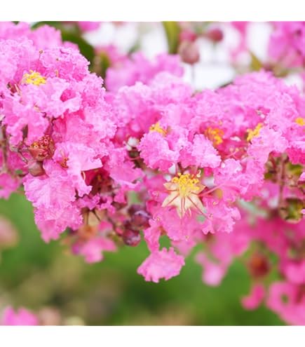 Amazon.co.jp: 種 サルスベリ ブラックパール ライトピンク 樹高1.9m位