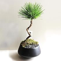 黒松　　　　③ 61uPkW3ExaL._AC_UL210_SR210,