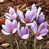 国華園　夏植え球根 サフラン 60球【※発送が国華園からの場合のみ正規品です】