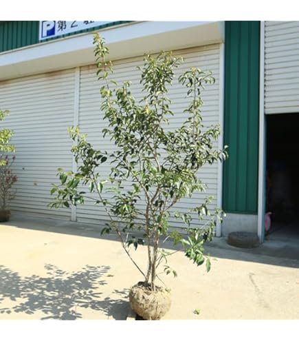 Amazon｜ソヨゴ 常緑樹 複数株立 雌株 赤い実｜観葉植物 オンライン通販