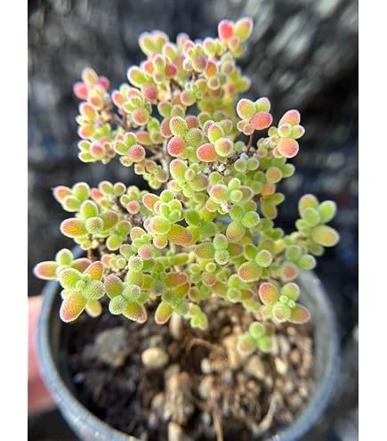 Amazon.co.jp: ドロサンテマム 蜜柑 蜜橘 根っこあり抜き苗 まん丸 5cm