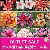 【超お買い得】プルメリア苗木 （越冬経験済み・休眠株） ４号スリット鉢【OUTLETセール品・品種指定不可】