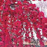 国華園　花梅苗　紅しだれ　1株【※発送が国華園からの場合のみ正規品です】