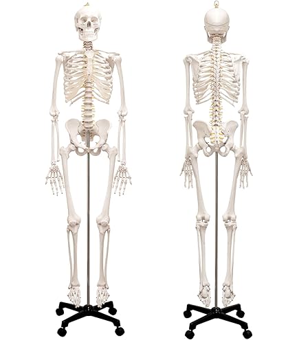 Amazon.co.jp: 人体骨格模型 HUMAN SKULL : 産業・研究開発用品