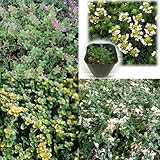 おためし4種12株セット：グランドカバーになるほふく性タイム[ハーブ苗]