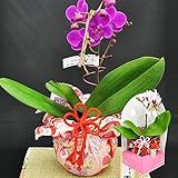 母の日 花ギフト 鉢花 ミディ胡蝶蘭 ２本立 華てまり ピンク・紫系 プレゼント 用 ギフト ボックスでお届け