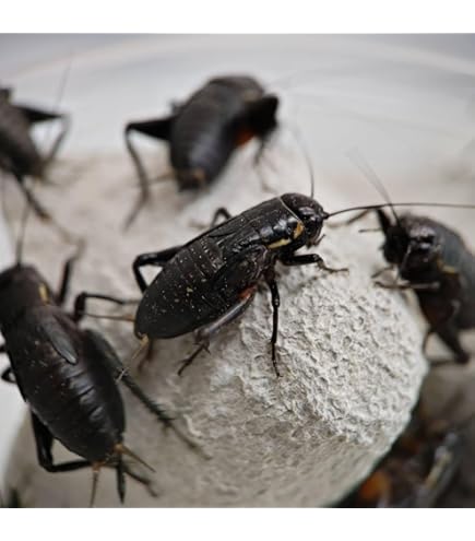 Amazon | クロコオロギ【Mサイズ】約1.2~1.4㎝ 50匹＋死着保証2