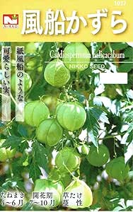 Amazon Co Jp 種子 風船かずら 1037