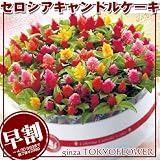 まだ間に合う 母の日ギフト 5/10木-13日にお届け セロシアキャンドルケーキ ケーキBOX付 フラワーケーキ 母の日2018
