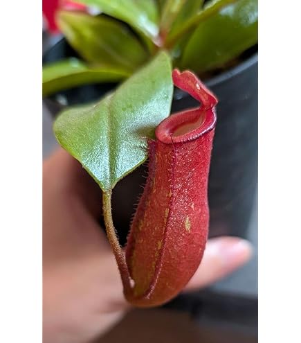 Amazon｜希少品種 観葉植物 食虫植物：ウツボカズラ ネペンテス
