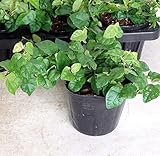 【特選観葉苗セット販売】プミラ　青葉　１２ポットセット （３号） 【まとめ売り】