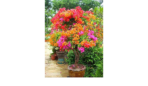 Amazon Co Jp 家庭菜園flowerspalntsのための100pcsレインボーブーゲンビリア盆栽ブーゲンビリアglabraの花盆栽の木の植物鉢植え植物 Diy 工具 ガーデン