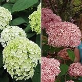 アジサイ：アナベル2種セット（白花・ピンク花）[人気のアメリカアジサイ] ノーブランド品