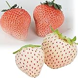 国華園　いちご苗　スペシャルイチゴセット　2種6株【※発送が国華園からの場合のみ正規品です】