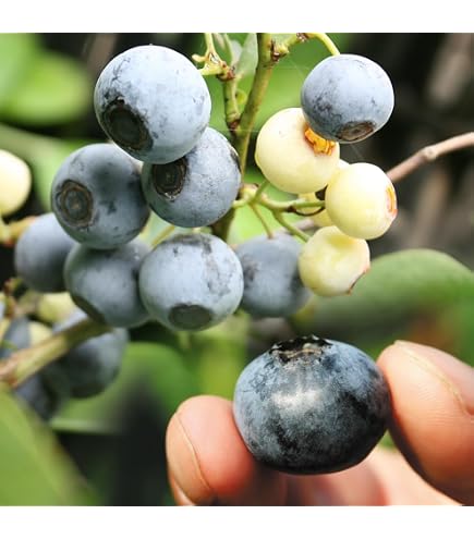 Amazon｜農薬不使用栽培 朝摘み生ブルーベリー 3キロ｜観葉植物