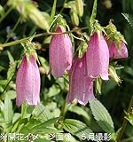 山野草:桃花ホタルブクロ 9cmポット苗