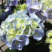 アジサイ百科 川島インデクス Hydrangea Kawashima Index アジサイ百科―川島インデクス Hydrangea Kawashima Index | 川島