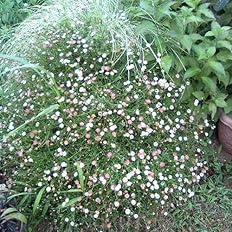 Amazon Co Jp ハッピーガーデン 花苗 セット エリゲロン カルビンスキアヌス 3号 6鉢セット苗 花苗 セット 宿根草 多年草 苗 夏 寄せ植え 通販 Diy 工具 ガーデン Amazon Co Jp ハッピーガーデン 花苗 セット エリゲロン カルビンスキアヌス 3号 6鉢セット苗 花苗 セット 宿根草 多年草 苗 夏 寄せ植え 通販 Diy 工具 ガーデン